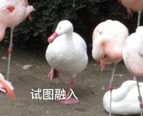 新華互聯(lián)網(wǎng)科技正式入駐Bilibili！會摩擦出什么樣火花呢？